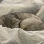 만성피로, 바쁜 한국인의 ‘일상 재설계’로 극복하자 gray and white cat on white textile