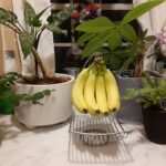 침묵의 살인자 고혈압, 약보다 강력한 ‘생활 수칙’의 힘 bananas in a glass bowl
