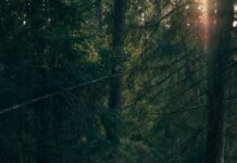 일상 속 ‘마음 챙김 걷기’, 건강과 힐링을 동시에 man walking near trees