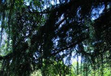 디지털 시대의 스트레스, 하루 10분 ‘마음 돌봄 루틴’으로 이겨내기 A tree lined path in the middle of a park