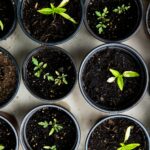 일상으로 스며드는 웰니스 문화, 작지만 확실한 건강의 변화 green leafed seedlings on black plastic pots