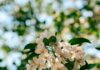 “뇌건강, 일상의 작은 변화로 키운다…새로운 습관이 열쇠” Sunlit white apple blossoms against a blurred green background.