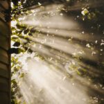 만성피로, 생활습관의 작은 변화에서 해답 찾다 sun rays coming through trees