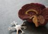 ‘슬기로운 뇌건강 생활’…우리 일상 속 뇌를 위한 작은 습관들 human brain toy