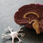 ‘슬기로운 뇌건강 생활’…우리 일상 속 뇌를 위한 작은 습관들 human brain toy