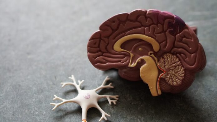 Photo by Robina Weermeijer human brain toy